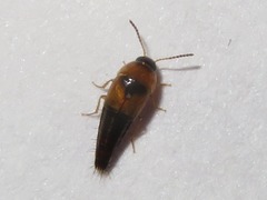 Tachyporus solutus