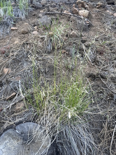 Poa nervosa observed 2026-05-04
