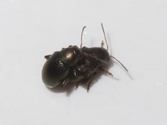 Chaetocnema hortensis