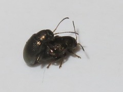Chaetocnema hortensis