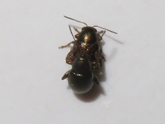 Chaetocnema hortensis