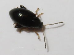 Psylliodes napi