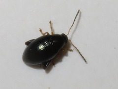 Psylliodes napi