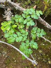 Tauschia kelloggii, photograph (c) Peter Abrahamsen, some rights reserved (CC BY)