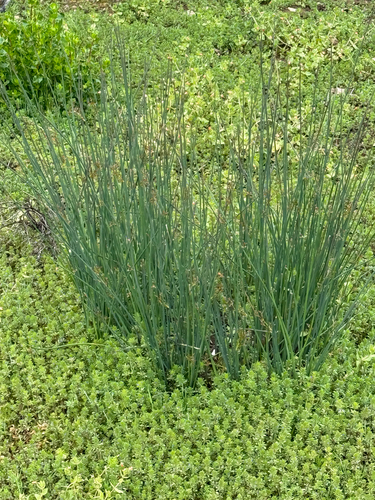 iNaturalist observation photo of Spreading Rush
