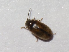 Contacyphon laevipennis