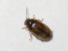 Contacyphon laevipennis