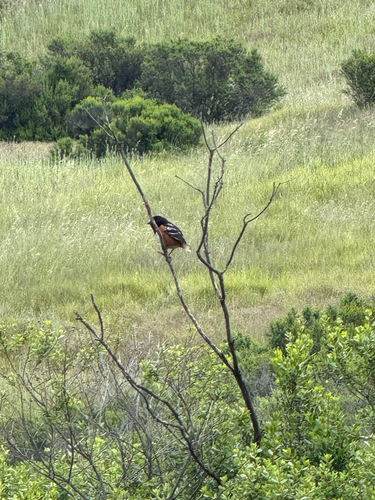 iNaturalist observation photo of Spotted Towhee