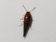 Tachyporus dispar