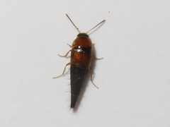 Tachyporus dispar