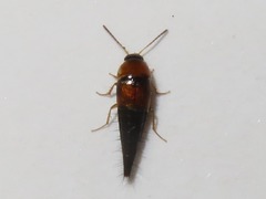 Tachyporus dispar