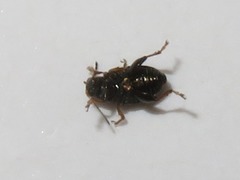 Chaetocnema hortensis
