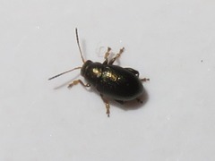 Chaetocnema hortensis