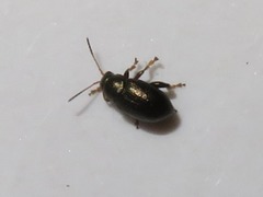 Chaetocnema hortensis