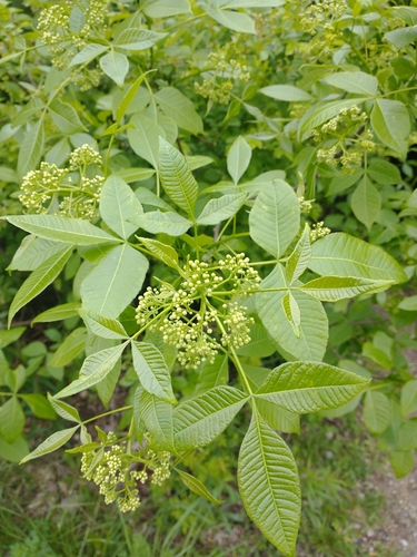 Ptelea trifoliata