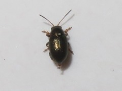 Chaetocnema hortensis