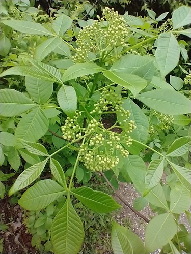 Ptelea trifoliata