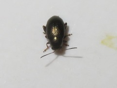Chaetocnema hortensis
