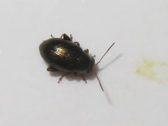 Chaetocnema hortensis