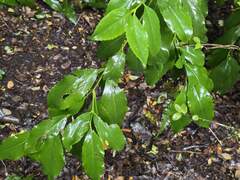 Laurelia sempervirens, photograph (c) Cesar Ormazabal, some rights reserved (CC BY)