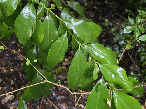 Laurelia sempervirens, photograph 2