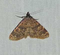 Idia occidentalis