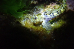 White-Dotted Rockskipper photo 2