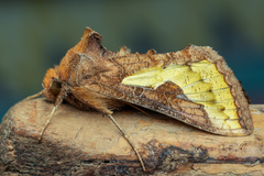 Thysanoplusia orichalcea