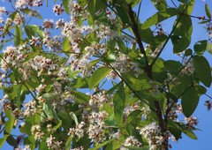 Lagerstroemia parviflora