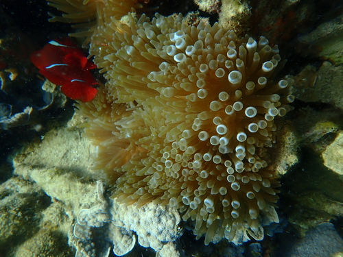 Premnas biaculeatus