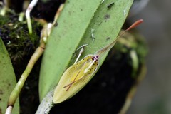 Restrepia mendozae