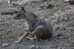 Canis aureus indicus