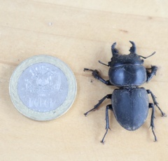 Apterodorcus bacchus