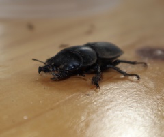 Apterodorcus bacchus