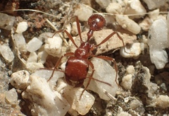 Pogonomyrmex californicus