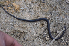 Hebius