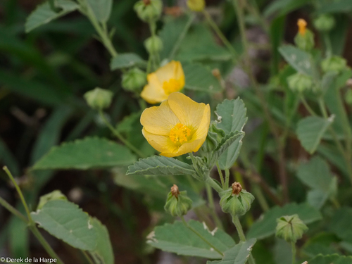 Sida cordifolia
