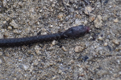 Hebius