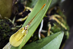 Restrepia mendozae