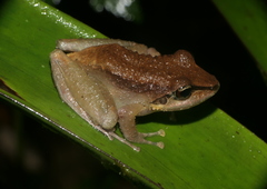 Pristimantis actites