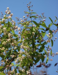 Lagerstroemia parviflora