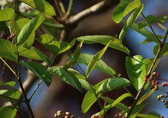 Lagerstroemia parviflora