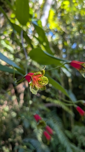 Bomarea cornuta (Bomarea cornuta)