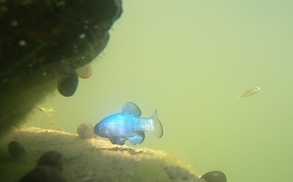 Quitobaquito pupfish (Cyprinodon eremus) — Cyprinodontidae