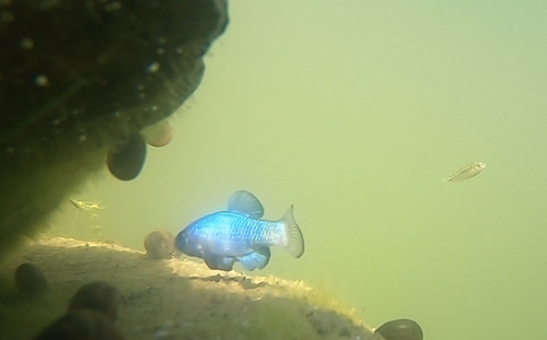 Quitobaquito pupfish (Cyprinodon eremus) — Cyprinodontidae