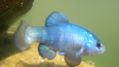 Quitobaquito pupfish (Cyprinodon eremus) — Cyprinodontidae — 2