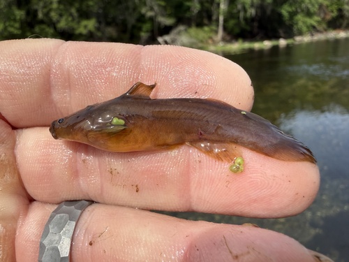 Noturus gyrinus
