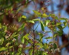 Lagerstroemia parviflora