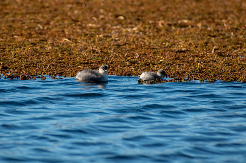 Silvery Grebe (Podiceps occipitalis), photo 7