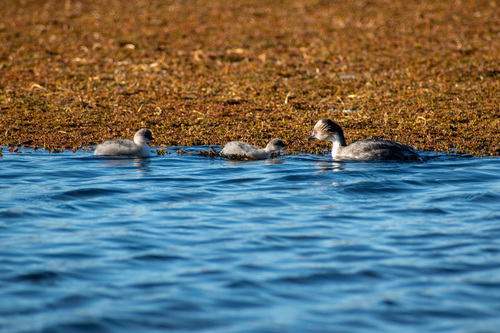 Silvery Grebe (Podiceps occipitalis), photo 8